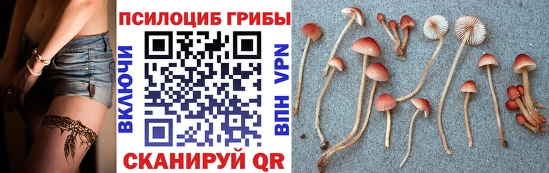 Галлюциногенные грибы Psilocybe  Называевск 